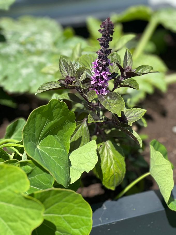 Blühendes Basilikum mit violetten Blüten im Hochbeet
