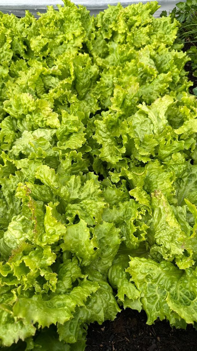 Krauser grüner Blattsalat mit Regentropfen