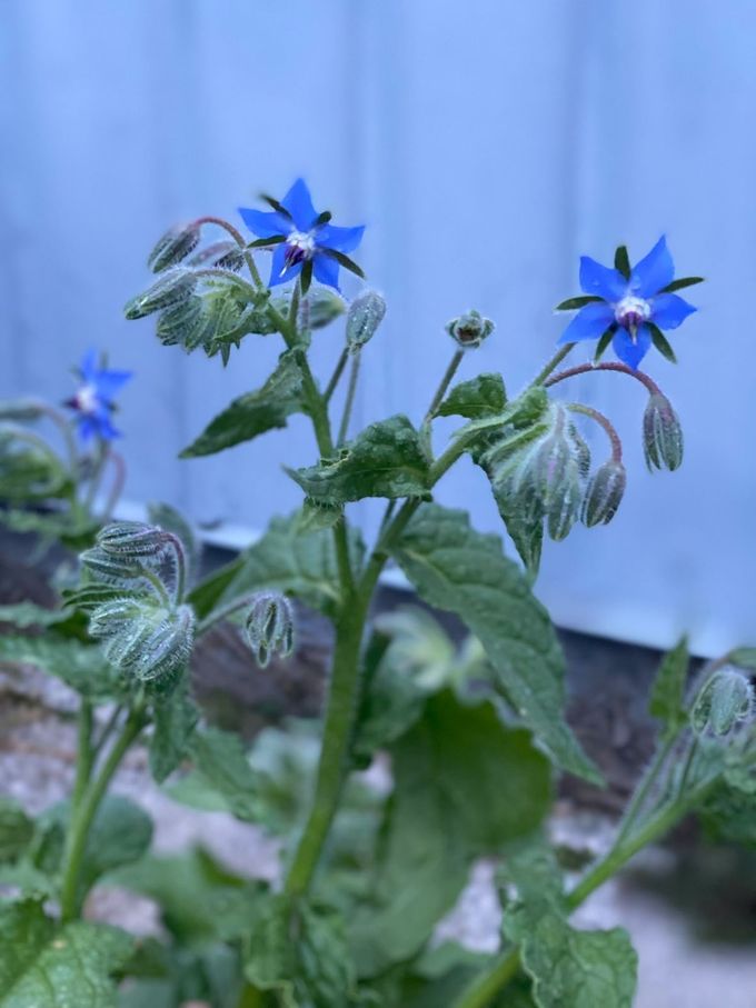 Borretsch mit leuchtend blauen, sternförmigen Blüten