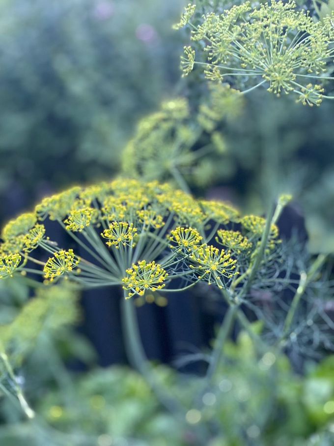 Blühende gelbe Dolden vom Dill