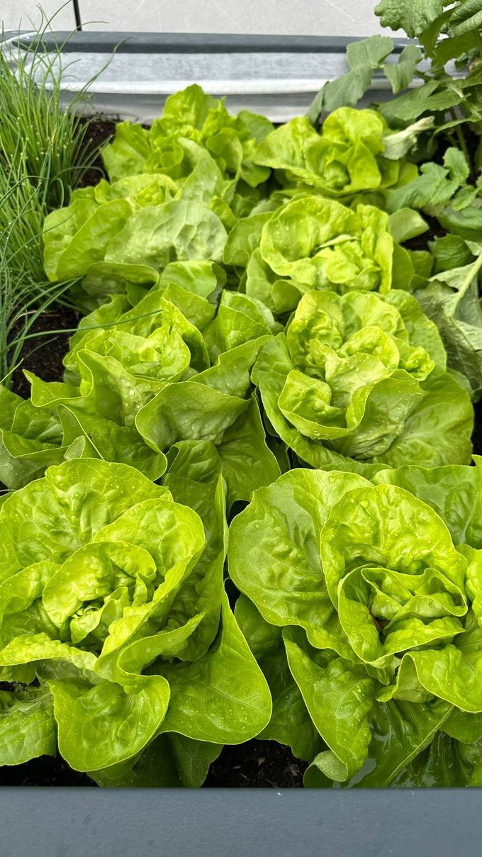 Mehrere Köpfe Kopfsalat mit Regentropfen im Hochbeet, daneben Schnittlauch