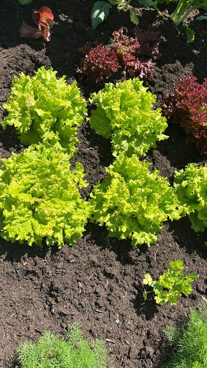 Hellgrüne und rote krause Salatköpfe in dunkler Erde, davor Petersilie und Dill