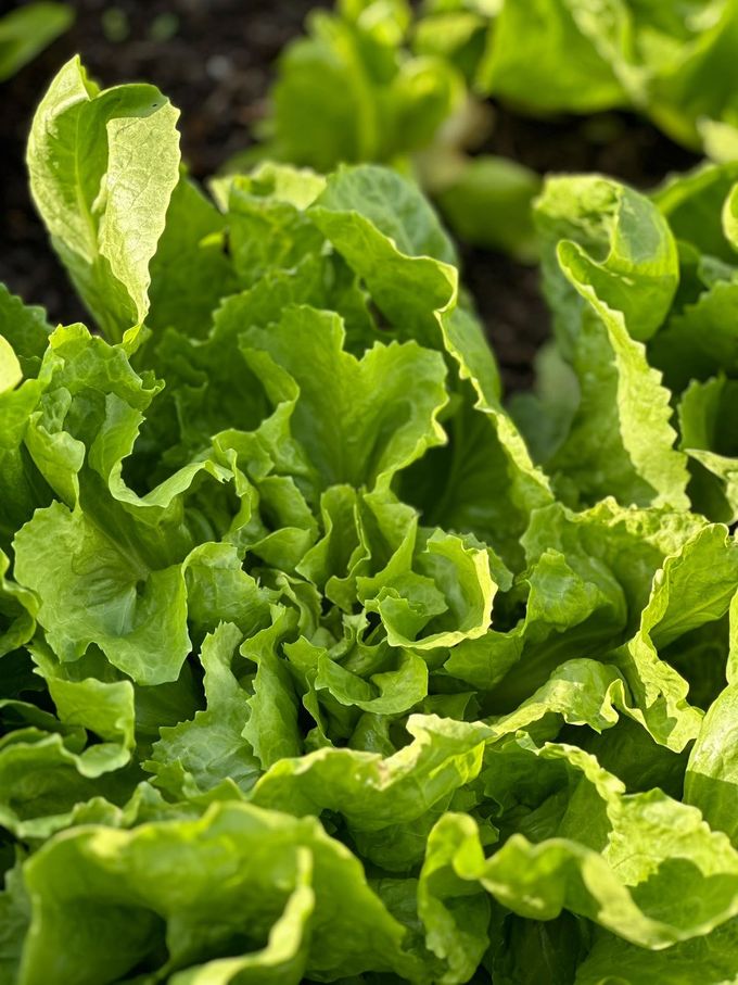 Nahaufnahme eines hellgrünen Salatkopfs in der Morgensonne