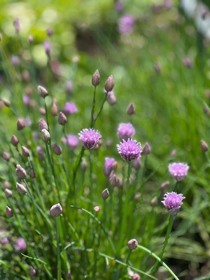 Schnittlauch mit lila Blüten und Knospen