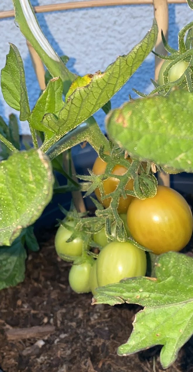 Rispe mit grünen und reifenden Cocktailtomaten im Topf